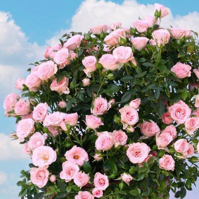 Image showing  2 gal. Cupcake Rose