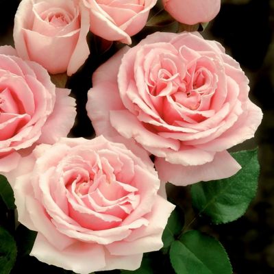 Image showing  2 gal. Cupcake Rose