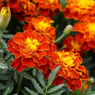 National Plant Network 3.5 in. Marigold Pollinator Seed Grow Kit