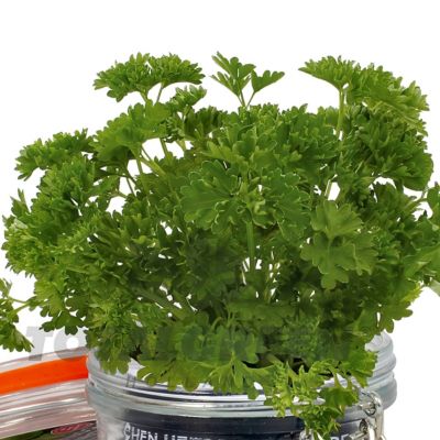 National Plant Network 3.3 in. Parsley Culinary Kitchen Herb Seed Grow Kit