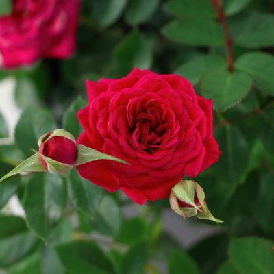 National Plant Network 2 gal. Sunblaze Watermelon Rose