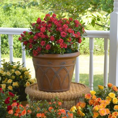 Image showing  2 gal. Sunblaze Watermelon Rose