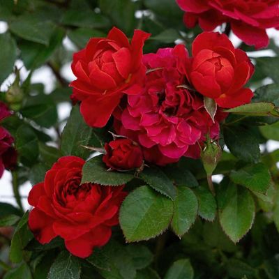 Image showing  2 gal. Sunblaze Watermelon Rose