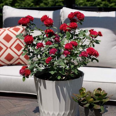 Image showing  2 gal. Sunblaze Watermelon Rose