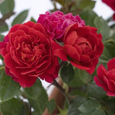 Image showing  2 gal. Sunblaze Watermelon Rose