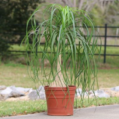 Image showing  4 in. Ponytail Palm Stump