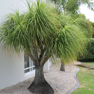 Image showing  4 in. Ponytail Palm Stump