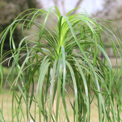 Image showing  4 in. Ponytail Palm Stump