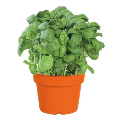National Plant Network 6.1 in. Basil Healthy Seed Grow Kit
