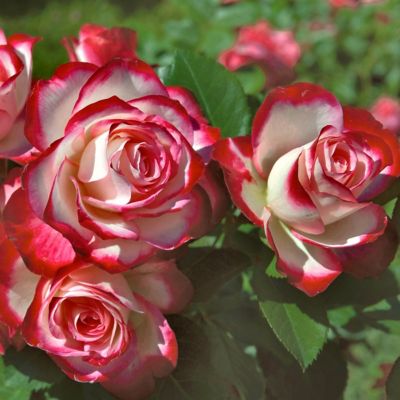 National Plant Network Bare Root Cherry Parfait Rose (2-Pack)