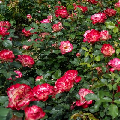 Image showing  Bare Root Cherry Parfait Rose (2-Pack)