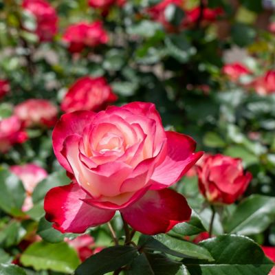 Image showing  Bare Root Cherry Parfait Rose (2-Pack)