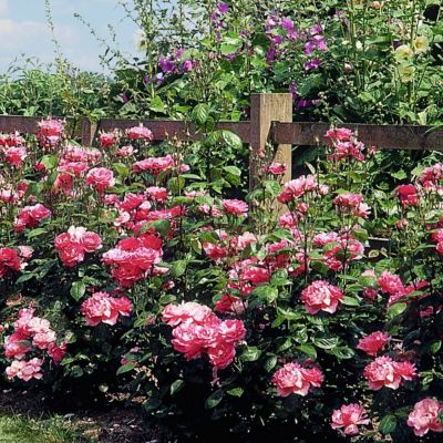 Image showing  Bare Root Cherry Parfait Rose (2-Pack)