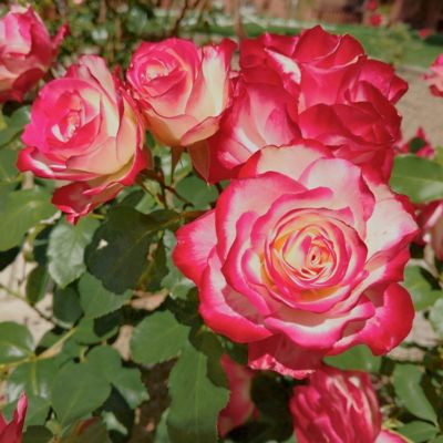 Image showing  Bare Root Cherry Parfait Rose (2-Pack)
