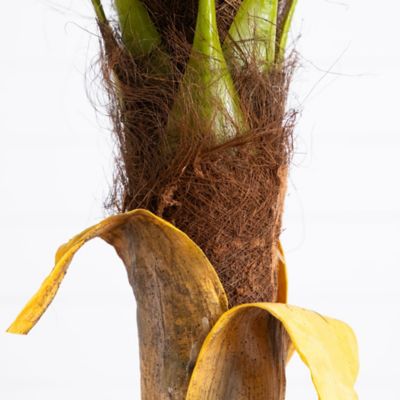 Image showing  7 ft. Artificial Coconut Palm Tree