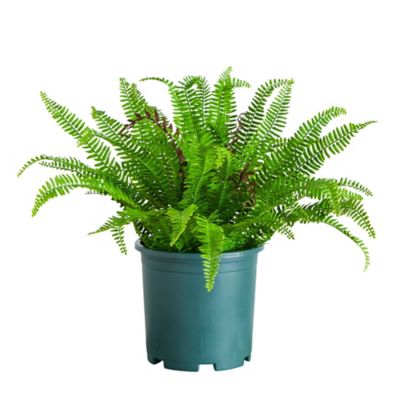 Nearly Natural 23 in. UV Resistant Artificial Boston Fern Plant with Real Touch Leaves (Indoor/Outdoor)