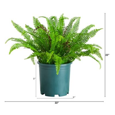 Image showing  23 in. UV Resistant Artificial Boston Fern Plant with Real Touch Leaves (Indoor/Outdoor)