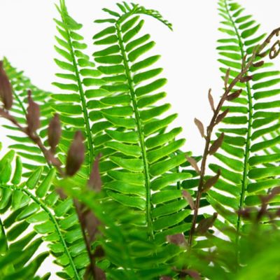 Image showing  23 in. UV Resistant Artificial Boston Fern Plant with Real Touch Leaves (Indoor/Outdoor)