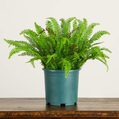 Image showing  23 in. UV Resistant Artificial Boston Fern Plant with Real Touch Leaves (Indoor/Outdoor)