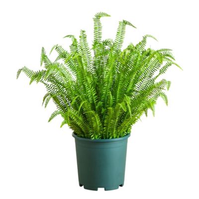 Nearly Natural 4 ft. UV Resistant Artificial Boston Fern Plant with Real Touch Leaves (Indoor/Outdoor)