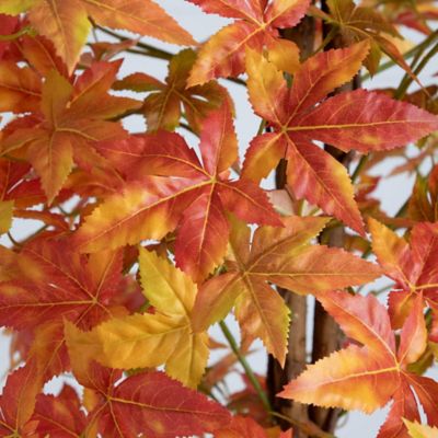 Image showing  8 ft. Autumn Deluxe Maple Artificial Fall Tree