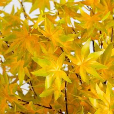 Image showing  6 ft. Pre-Lit Yellow Autumn Maple Artificial Fall Tree with 350 Warm White LED Lights