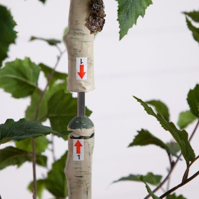 Image showing  7 ft. Artificial Birch Tree