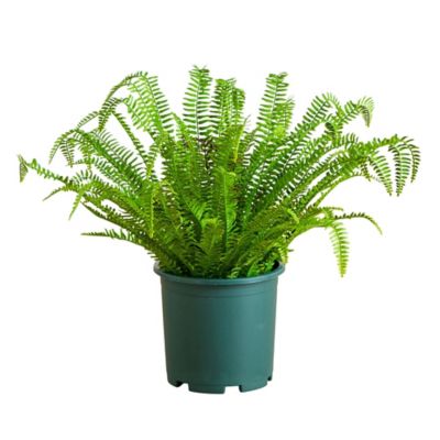 Nearly Natural 27 in. UV Resistant Artificial Boston Fern Plant with Real Touch Leaves (Indoor/Outdoor)