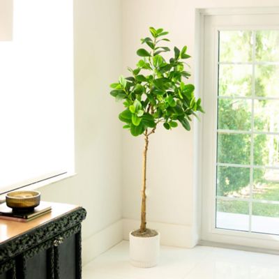 Image showing  6 ft. Artificial Audrey Ficus Tree