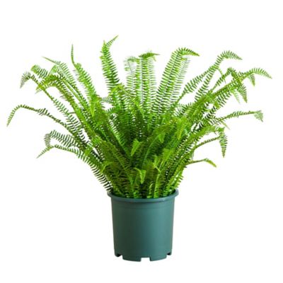 Nearly Natural 3 ft. UV Resistant Artificial Boston Fern Plant with Real Touch Leaves (Indoor/Outdoor)