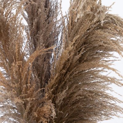 Image showing  30 in. Dried Natural Pampas Arrangement in Ceramic Vase