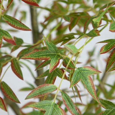 Image showing  7 ft. Autumn Nandina Artificial Fall Tree
