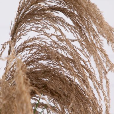 Image showing  4 ft. Artificial Pampas Grass