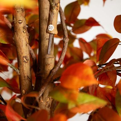 Image showing  10 ft. Autumn Ficus Artificial Fall Tree