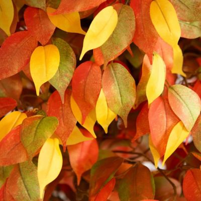 Image showing  10 ft. Autumn Ficus Artificial Fall Tree