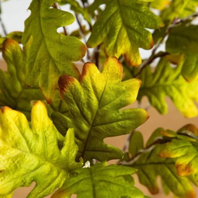 Image showing  4 ft. Pre-Lit Green Autumn Oak Artificial Fall Tree with 150 Warm White LED Lights