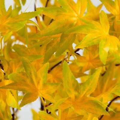 Image showing  4 ft. Pre-Lit Yellow Autumn Maple Artificial Fall Tree with 150 Warm White LED Lights