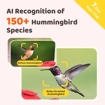 Image showing  Discover with Birdfy Ruby Hum: AI-Powered Smart Feeder for Hummingbirds with Leak Protection