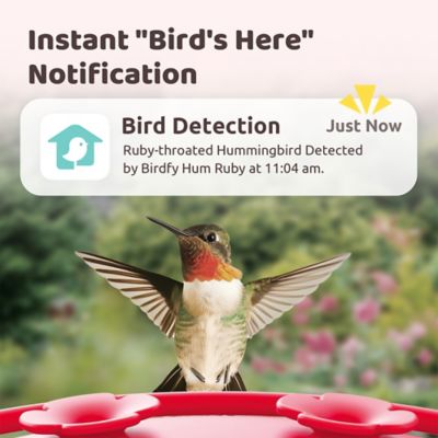 Image showing  Discover with Birdfy Ruby Hum: AI-Powered Smart Feeder for Hummingbirds with Leak Protection