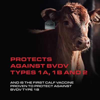 Image showing  Pyramid 5, 10 Dose