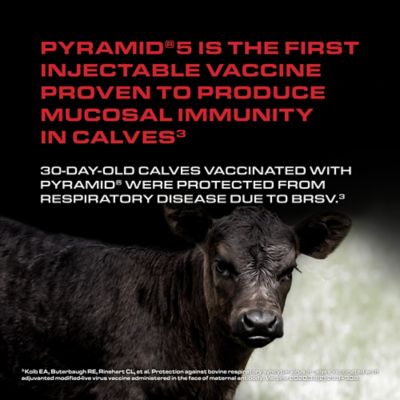 Image showing 5 th Boehringer Ingelheim Pyramid 5, 10 Dose