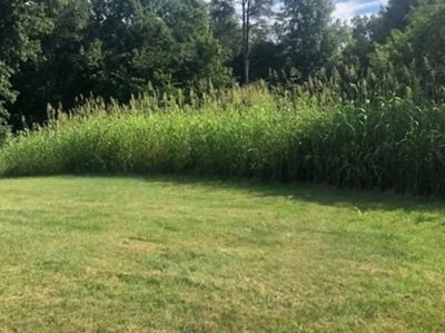 Image showing  Magician Plot Seed