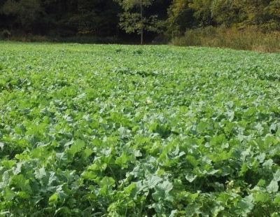 Image showing  Lot's O'leaf Plot Seed