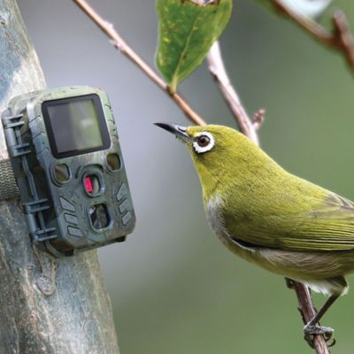 Image showing  TX-117 1080p Full HD Battery-Operated Security and Mini Nature Wild Cam, Camouflage