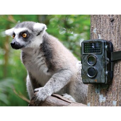 Image showing  TX-69 1080p Full HD Battery-Operated Security and Nature Wild Cam, Camouflage