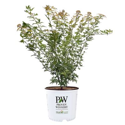 Proven Winners 2 Gal. Metamorphosa Japanese Maple Tree