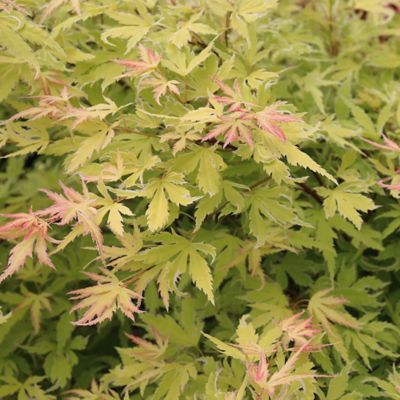 Image showing  2 Gal. Metamorphosa Japanese Maple Tree