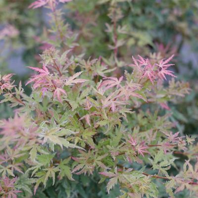 Image showing  2 Gal. Metamorphosa Japanese Maple Tree