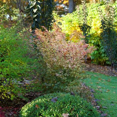 Image showing  2 Gal. Metamorphosa Japanese Maple Tree