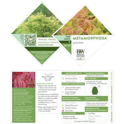 Image showing 5 th Proven Winners 2 Gal. Metamorphosa Japanese Maple Tree